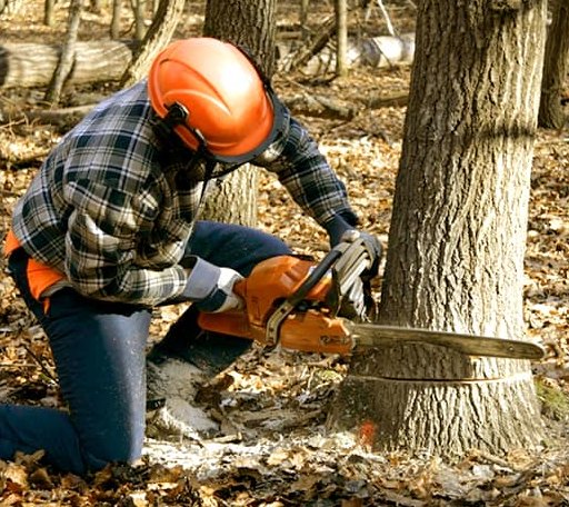Tree Removal in Scotland, GA